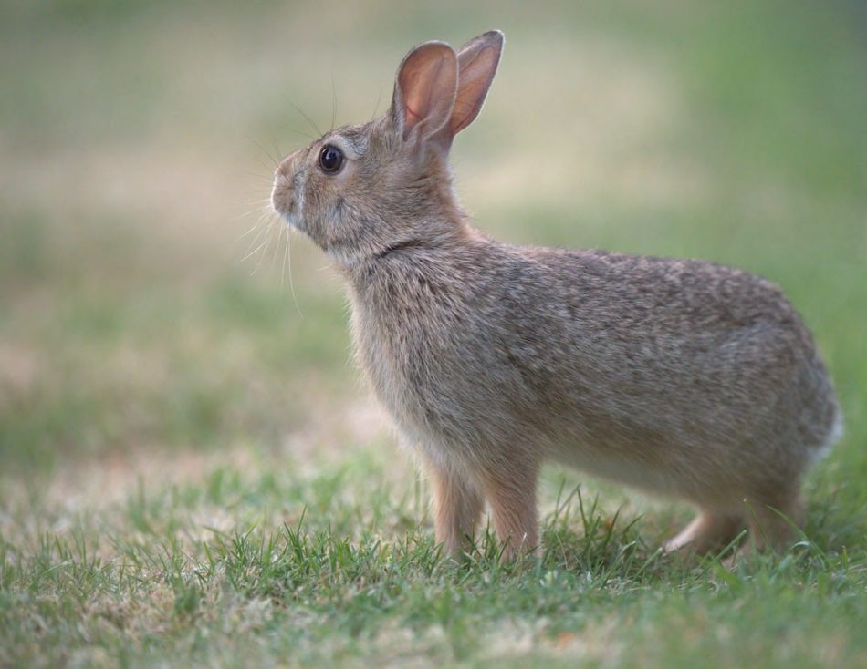 La Generalitat autorizó soltar 12.000 conejos criados en granjas cinegéticas para repoblar cotos de caza en 2021