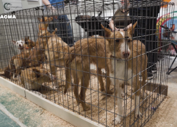 Insólita feria cinegética en Madrid: simuladores de tiro para niños, un Mickey Mouse cazador y oferta de safaris para cazar leopardos