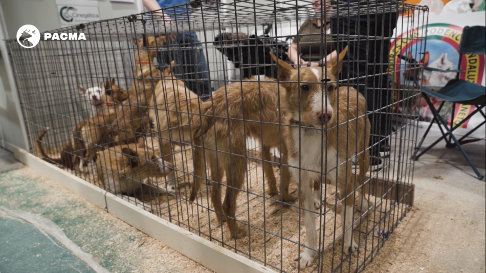 Insólita feria cinegética en Madrid: simuladores de tiro para niños, un Mickey Mouse cazador y oferta de safaris para cazar leopardos