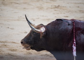 La Plataforma La Tortura No Es Cultura denuncia que RTVE gaste casi un millón de euros al año en el programa taurino “Tendido Cero”