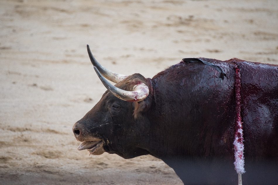 La Plataforma La Tortura No Es Cultura denuncia que RTVE gaste casi un millón de euros al año en el programa taurino “Tendido Cero”