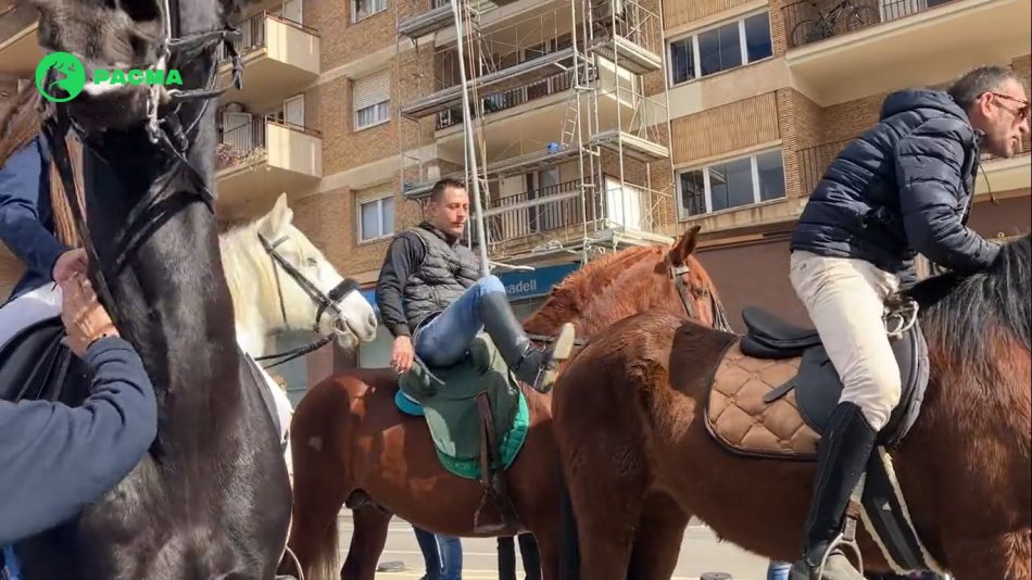 Patadas, cojeras y caballos con espuma y sangre en la boca durante el desfile de Els Tres Tombs de Terrassa