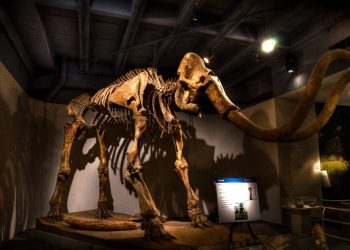 La ciencia está cerca de resucitar al mamut. La cuestión ahora es si tendrá propiedad intelectual