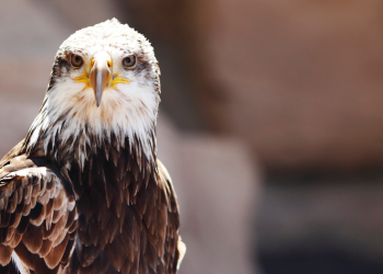 El águila imperial ibérica se recupera: cuenta con 841 parejas reproductoras en la península Ibérica