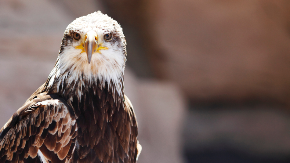 El águila imperial ibérica se recupera: cuenta con 841 parejas reproductoras en la península Ibérica