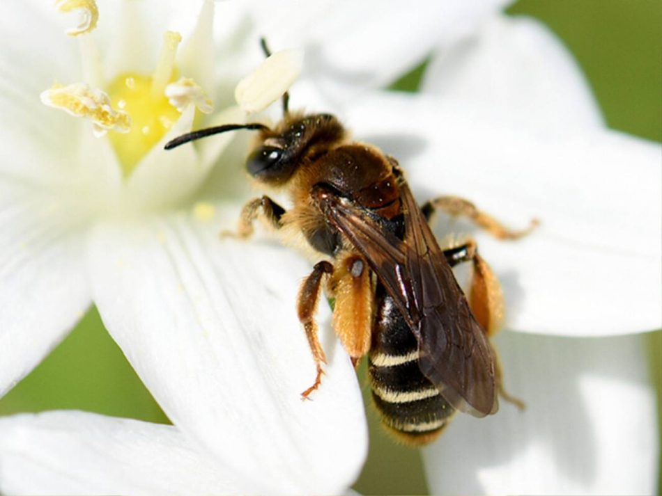 Abejas vulnerables al calor corren el riesgo de alimentarse menos en primavera