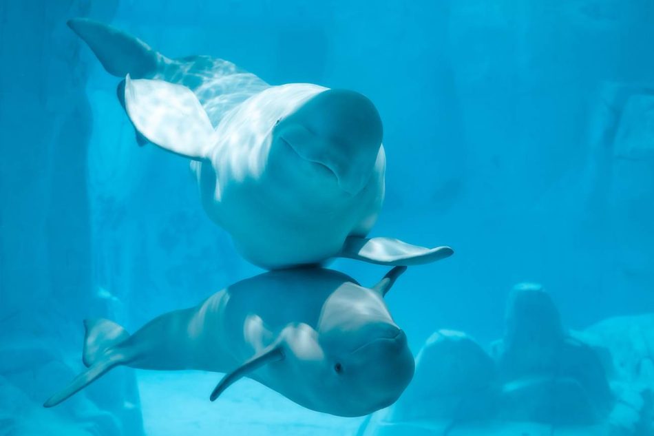 Cetáceos en acuarios ¿un problema ético o una vía para la conservación?