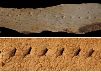 El ‘Homo sapiens’ cosía sus prendas como un zapatero hace 39.000 años