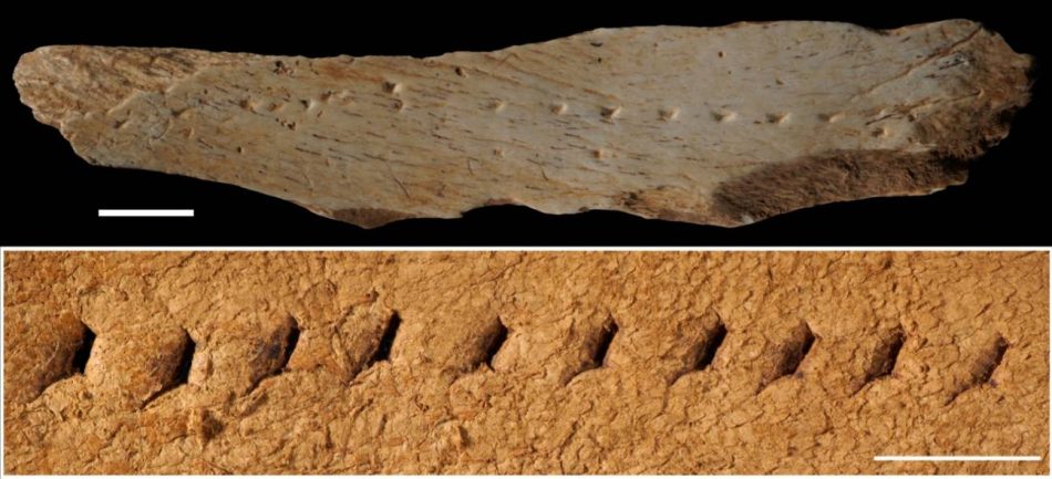 El ‘Homo sapiens’ cosía sus prendas como un zapatero hace 39.000 años