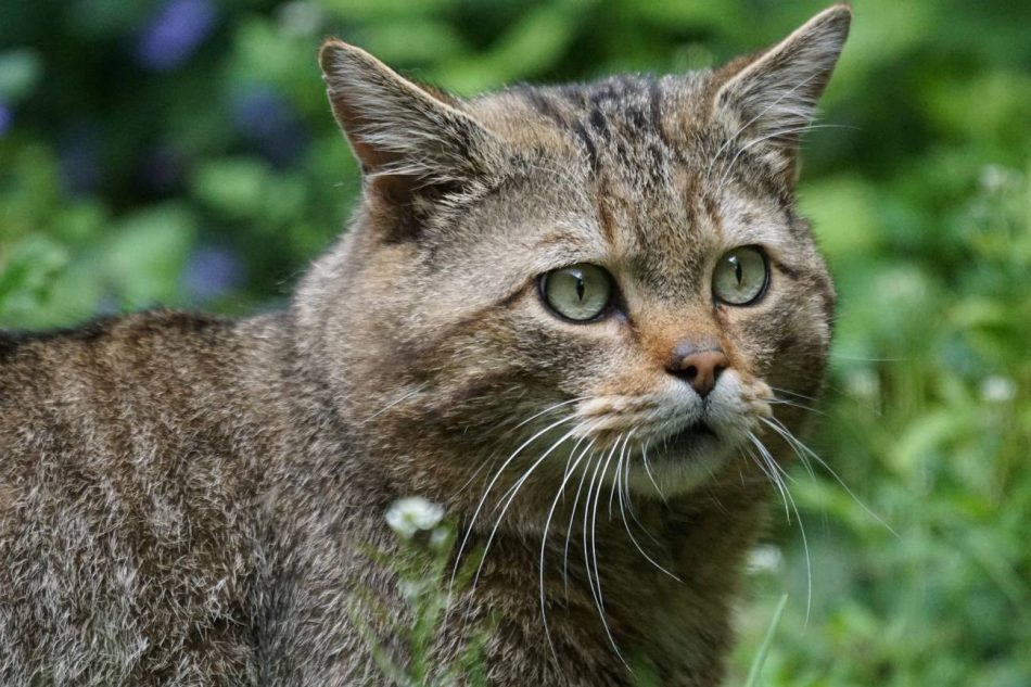 El gato montés de la península ibérica ¿en peligro de extinción?