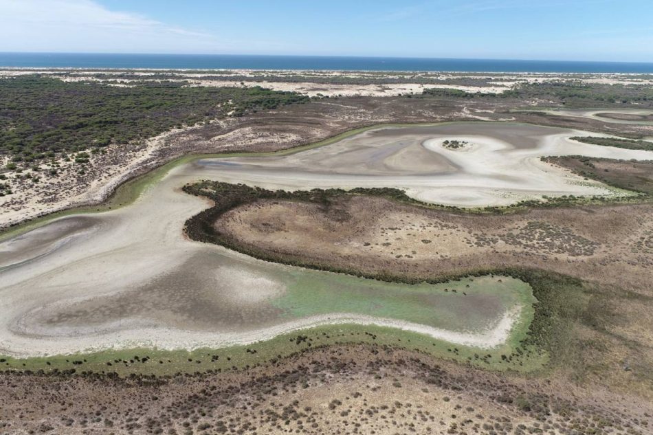 En Doñana, el matorral y el pinar han colonizado las cubetas de las lagunas