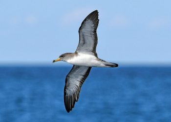 Salvemos Cabana urge a presentar alegaciones al parque eólico Pena dos Mouros, que amenaza algunos de los mejores santuarios ornitológicos de Galicia y pide a la Xunta que no autorice el proyecto a nivel ambiental