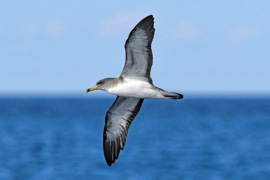 Salvemos Cabana urge a presentar alegaciones al parque eólico Pena dos Mouros, que amenaza algunos de los mejores santuarios ornitológicos de Galicia y pide a la Xunta que no autorice el proyecto a nivel ambiental