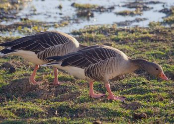 Un informe alerta del mal estado de conservación de las aves acuáticas de Doñana