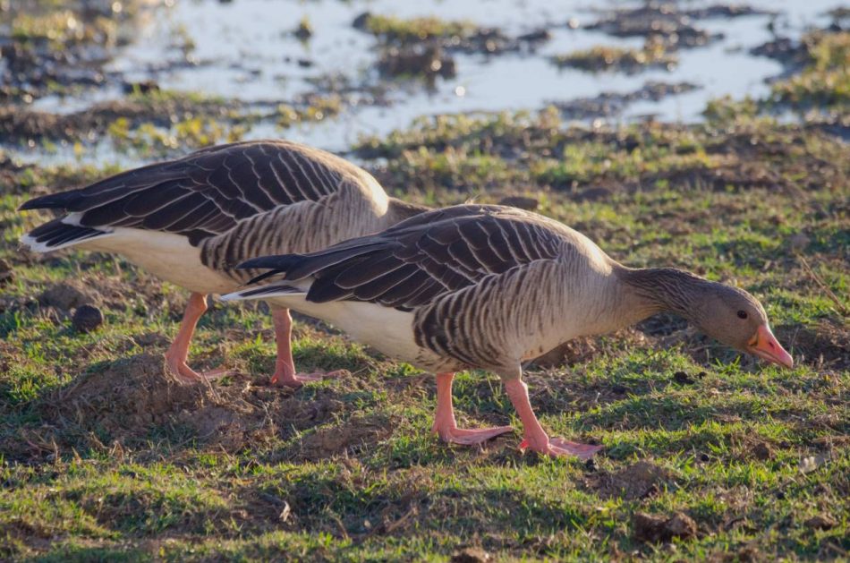 Un informe alerta del mal estado de conservación de las aves acuáticas de Doñana
