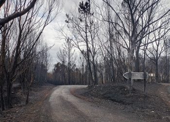 Organizaciones ecologistas esperan un cambio del Plan Forestal en el Principado de Asturias tras la oleada de incendios