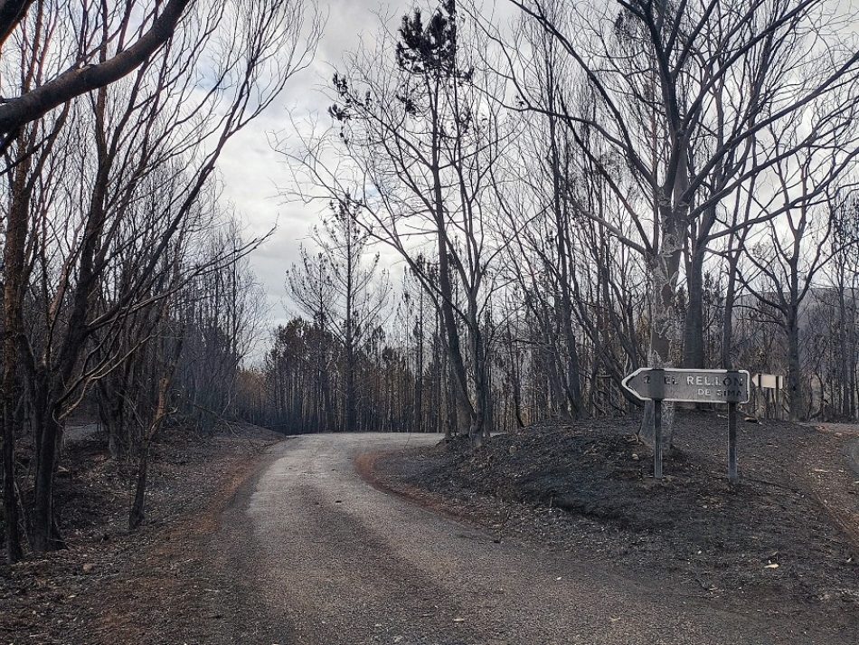 Organizaciones ecologistas esperan un cambio del Plan Forestal en el Principado de Asturias tras la oleada de incendios