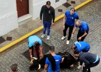 PACMA comparte un nuevo vídeo de maltrato a una vaquilla en las fiestas patronales de Alcalá de los Gazules