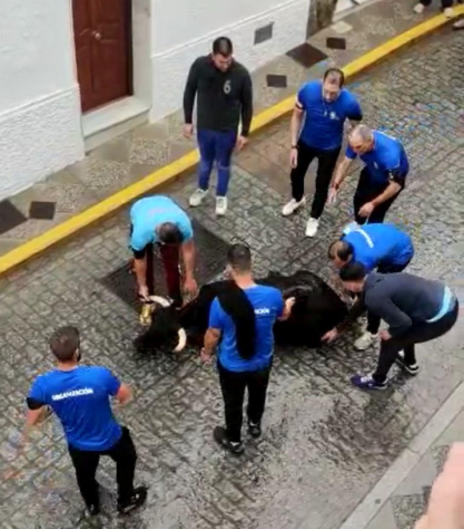 PACMA comparte un nuevo vídeo de maltrato a una vaquilla en las fiestas patronales de Alcalá de los Gazules