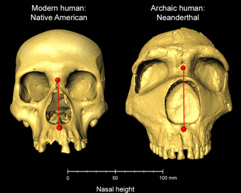 Algunos humanos han heredado narices más altas de los neandertales