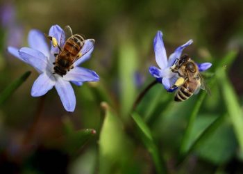 El apocalipsis de los insectos