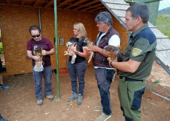 Cuatro nuevas águilas de Bonelli llegan a la Sierra de Guara (Huesca) para su próxima liberación