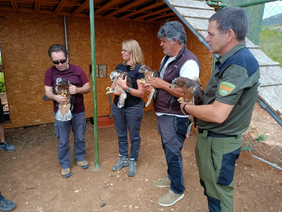 Cuatro nuevas águilas de Bonelli llegan a la Sierra de Guara (Huesca) para su próxima liberación