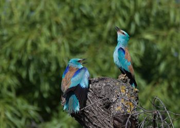 La agricultura intensiva es la causa principal del descenso de aves en Europa