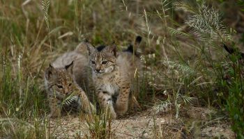 Ecologistas en Acción reclama medidas de viabilidad para la pareja reproductora de lince ibérico en la Sierra de Córdoba