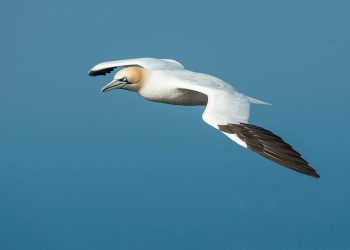 Salvemos Cabana alerta de que la instalación del parque eólico marino Breogán es incompatible con la protección del principal corredor migratorio de avifauna de Europa