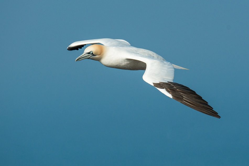 Salvemos Cabana alerta de que la instalación del parque eólico marino Breogán es incompatible con la protección del principal corredor migratorio de avifauna de Europa