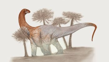 Nueva especie de dinosaurio gigante encontrada en la Patagonia
