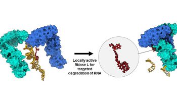 Nueva vía para atacar el ARN de genes asociados al cáncer