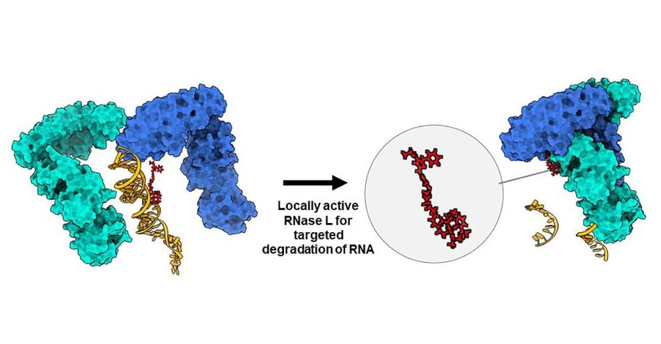 Nueva vía para atacar el ARN de genes asociados al cáncer