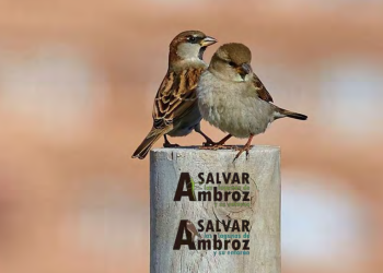 Consideran el desarrollo urbanístico “Nueva Centralidad del Este” incompatible con la conservación de los valores naturales de las Lagunas de Ambroz