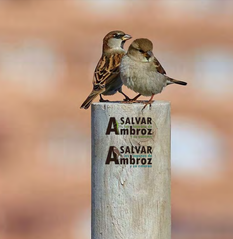 Consideran el desarrollo urbanístico “Nueva Centralidad del Este” incompatible con la conservación de los valores naturales de las Lagunas de Ambroz