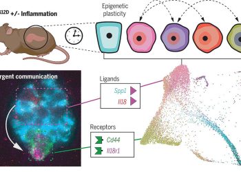 Un mapa epigenético revela las conversaciones celulares que inician el cáncer de páncreas