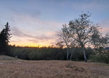 «Los planes urbanísticos del Ayuntamiento pretenden construir sobre los dos grandes parques de la zona este de Sevilla»