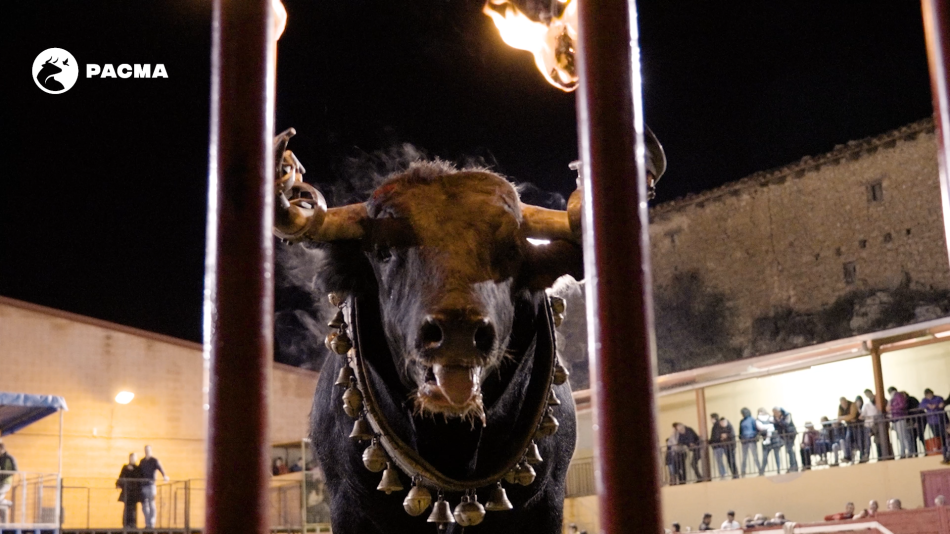 PACMA documenta el toro embolado de Mosqueruela: el animal recibe patadas en la cara