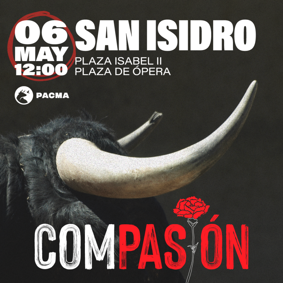 PACMA se moviliza en Madrid: la candidata a la alcaldía, Ana Béjar, lidera este sábado la protesta antitaurina ‘San Isidro Compasión’