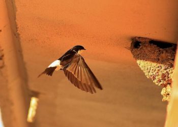 Ecologistas en Acción reclama ordenanzas municipales para la protección de aviones, golondrinas y vencejos