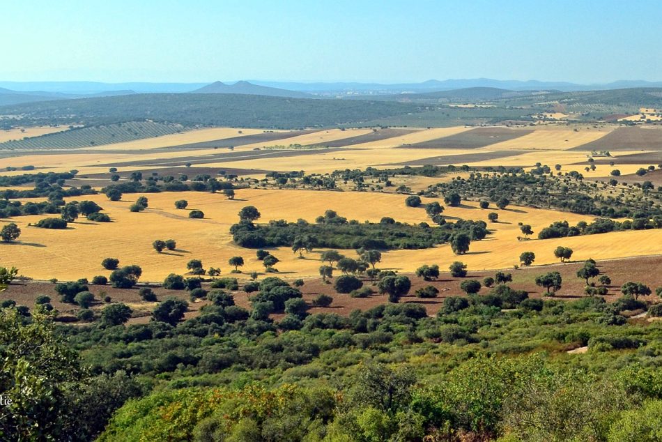 Ciudad Real: la opacidad de actuación del GDR «Tierras de Libertad» deja en el aire 3 millones de euros en ayudas europeas