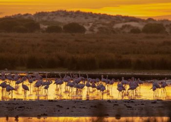 Científicos europeos alertan de la urgencia de conservar Doñana frente a la nueva ley de regadíos