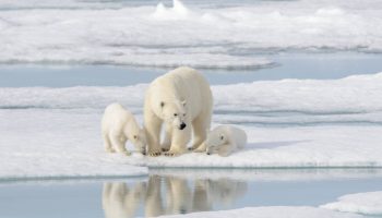 El Ártico se quedará sin hielo marino en verano en la década de 2030