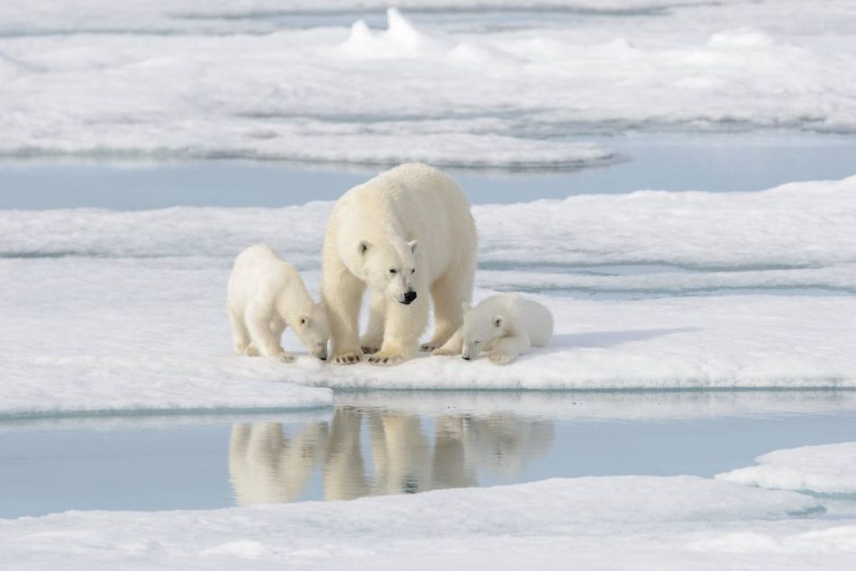 El Ártico se quedará sin hielo marino en verano en la década de 2030