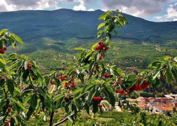 UED se solidariza con los productores de cerezas del norte de Extremadura