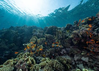 La ONU adopta un acuerdo para conservar la biodiversidad en aguas internacionales