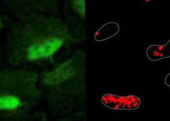 Las enzimas antioxidantes pueden reparar el daño en el ADN