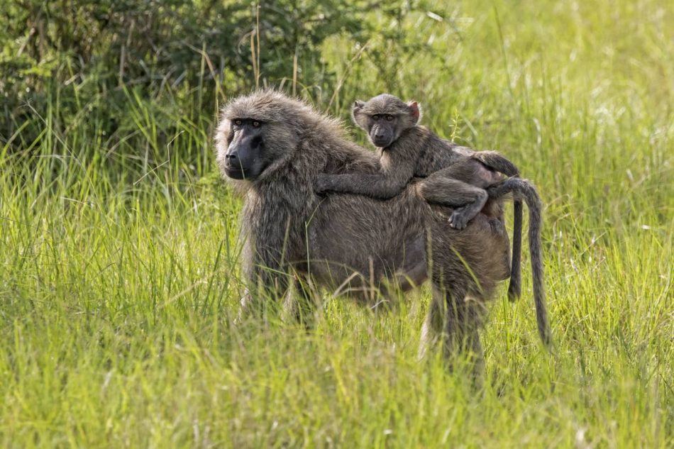 Los genomas de 800 primates revelan claves de mutaciones que causan enfermedades como el cáncer