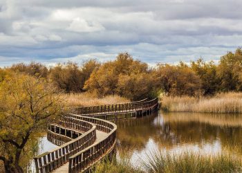 Las principales organizaciones ambientales reclaman un plan  urgente que salve el Parque Nacional de las Tablas de Daimiel